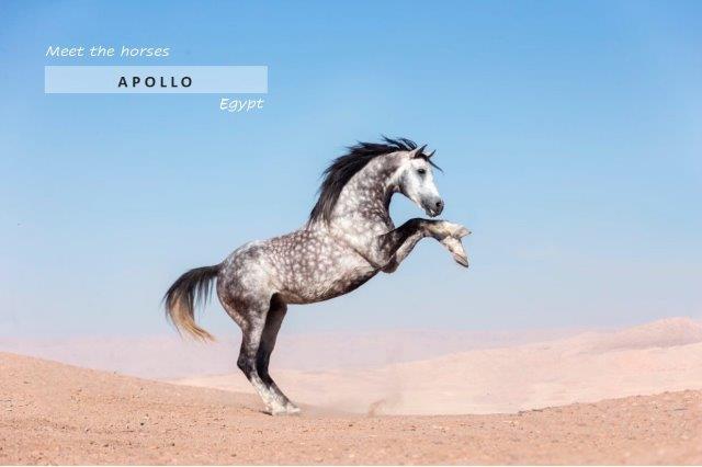 Grey stallion rearing in the desert