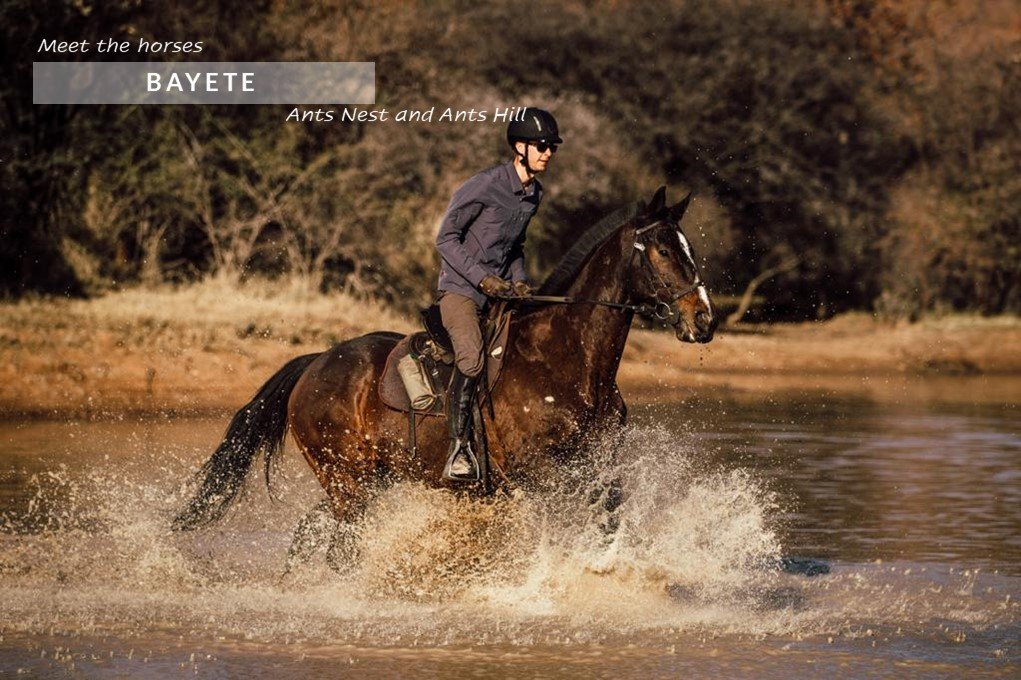 Horse and rider cantering through water