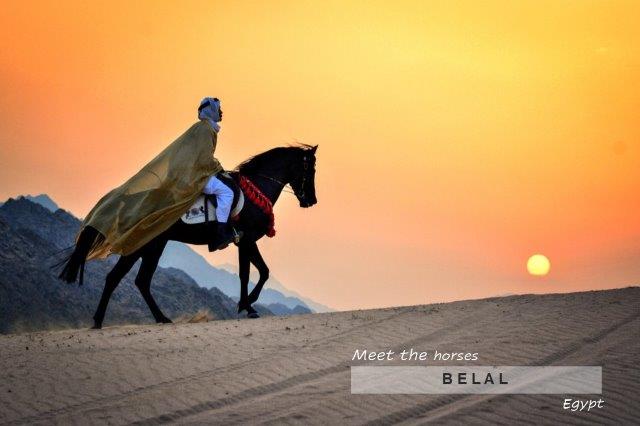 Black horse in Egypt desert