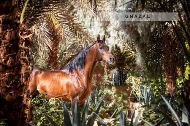Bay stallion in palm tree oasis