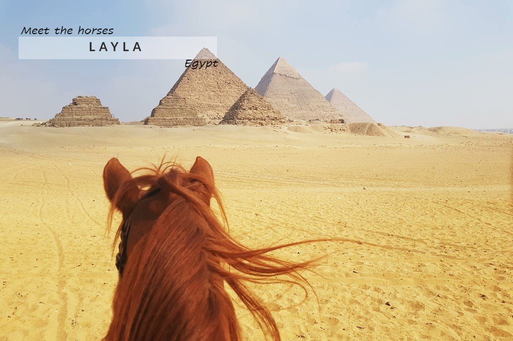 Chestnut horse with pyramids