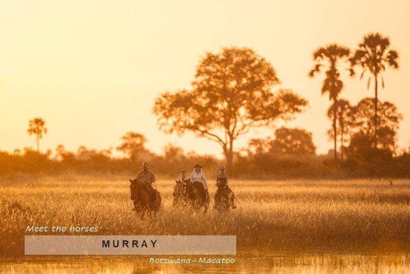 Safari horses in the Okavango Delta at sunset
