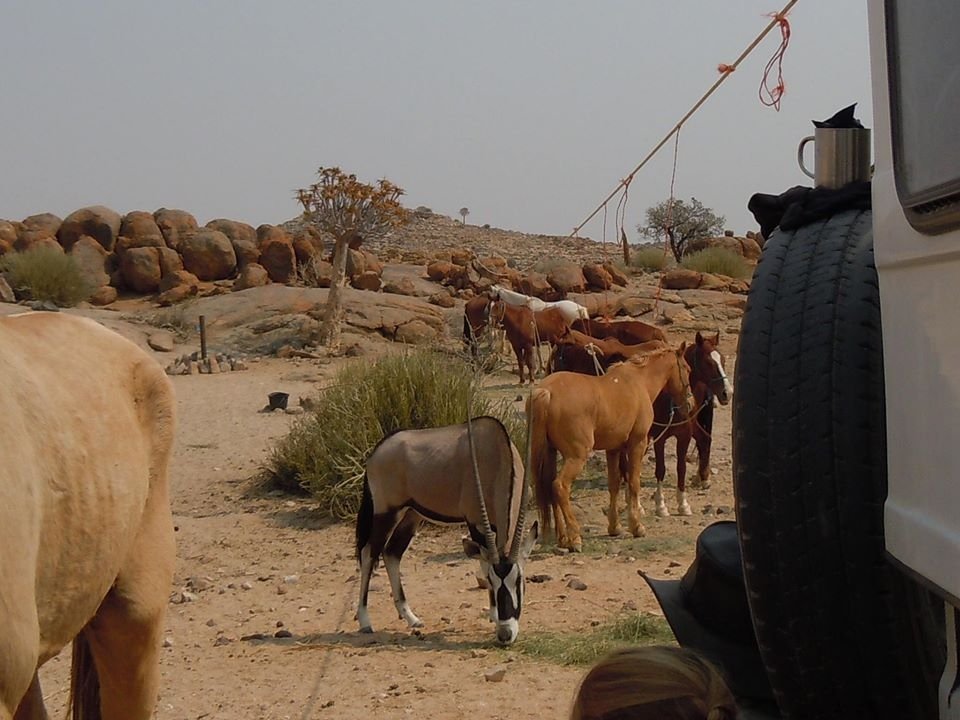 Oryx on the picket line in Namibia