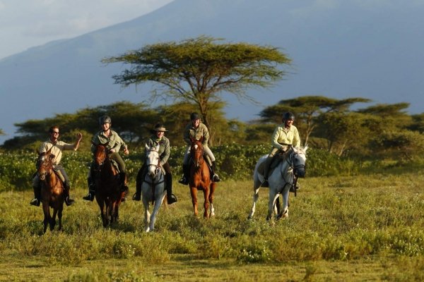 Safari horses cantering in Serengeti