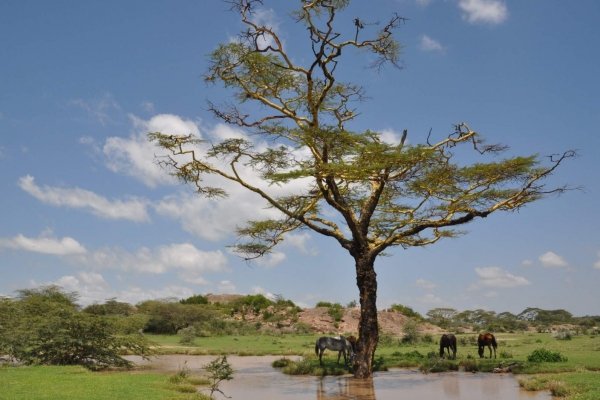 Horses under big tree with lake