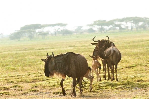 Baby wildebeest in Serengeti