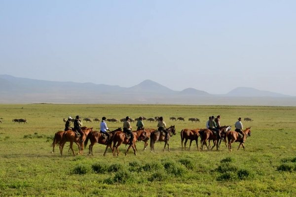 Horse safari with wildebeest in Serengeti