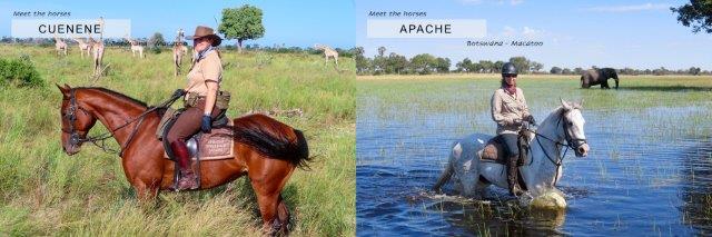 Safari horses in the Okavango Delta