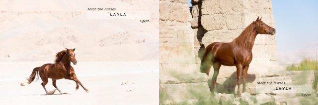 Chestnut horse galloping in Egypt
