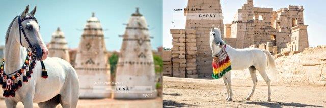 White horses in Egypt desert with ruins