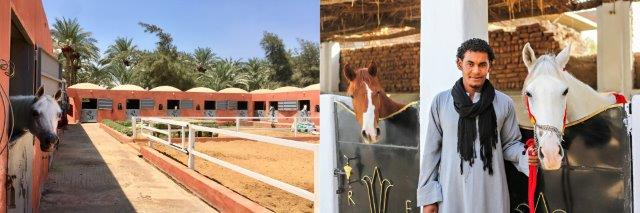 Stables in Egypt