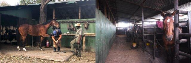 Safari horse care in stables