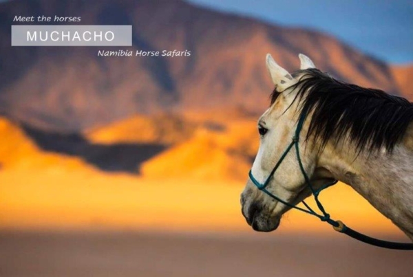 Grey horse in desert landscape