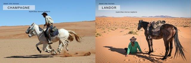 safari horses in the namib desert
