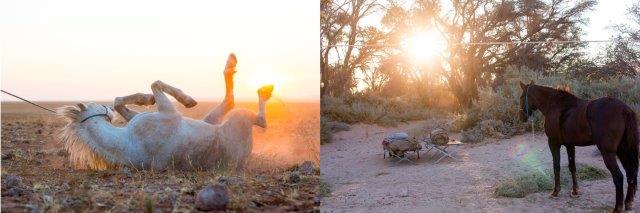 safari horses in the namib desert
