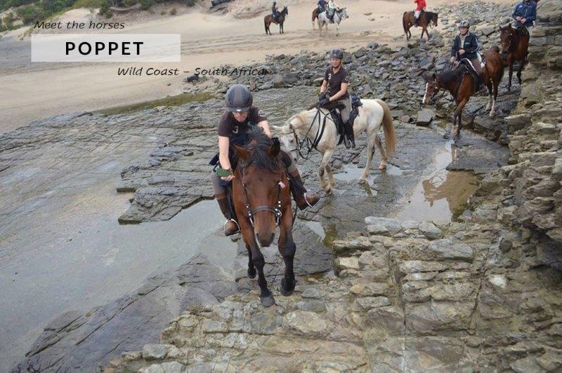 horses scrambling over rocky coast