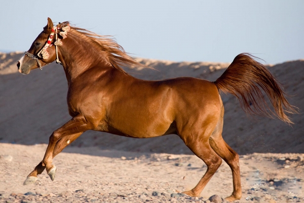 Chestnut horse galloping in the desert