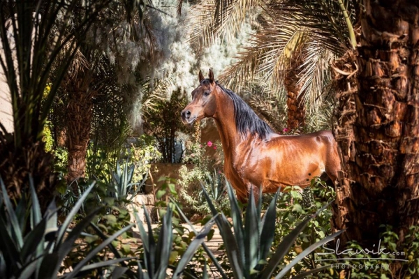 Bay Arabian Horse in Oasis