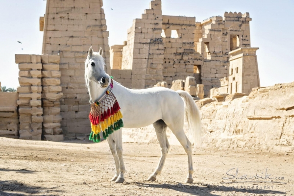 White horse with colourful collar in front of Egyptian Ruins