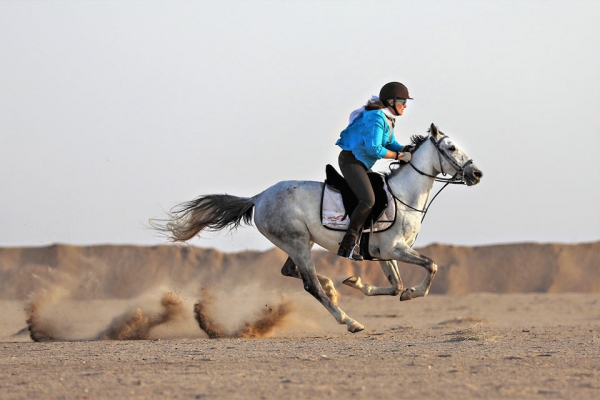 White horse galloping in the desert