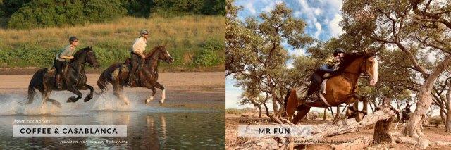 horses cantering through water