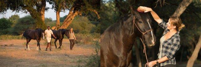 safari horse care
