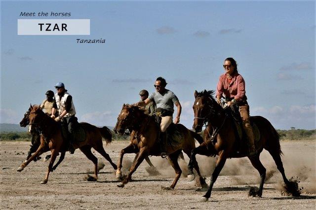 horses galloping in desert