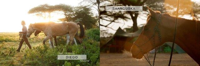 safari horses in Tanzania