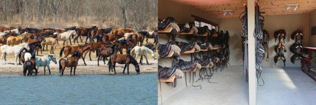 Herd of safari horses and saddle room