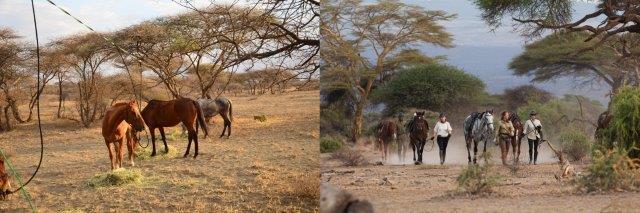 Safari horses in Tanzania