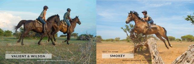 safari horses galloping and jumping logs