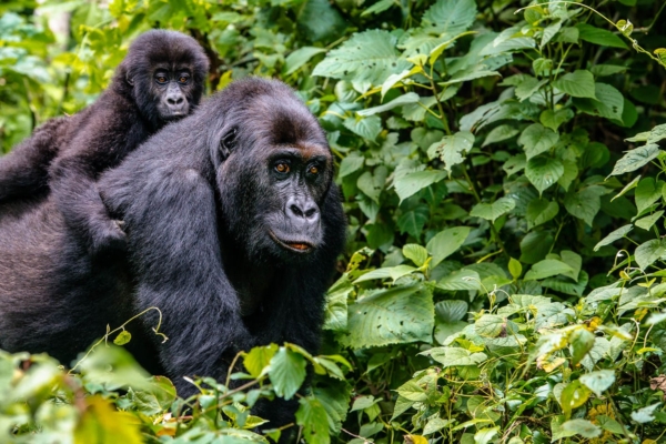 Gorilla with baby in Uganda