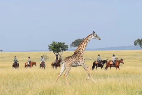 horse riding with running giraffe