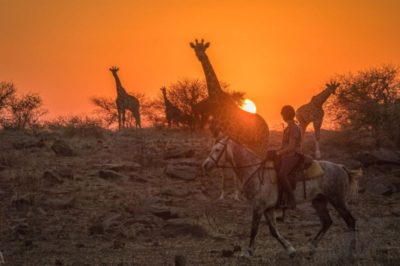 horse riding with giraffe at sunset