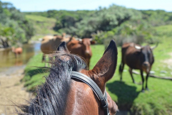 Cows seen through a horses ears