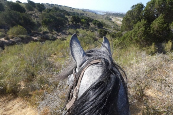 View of beach through horses ears