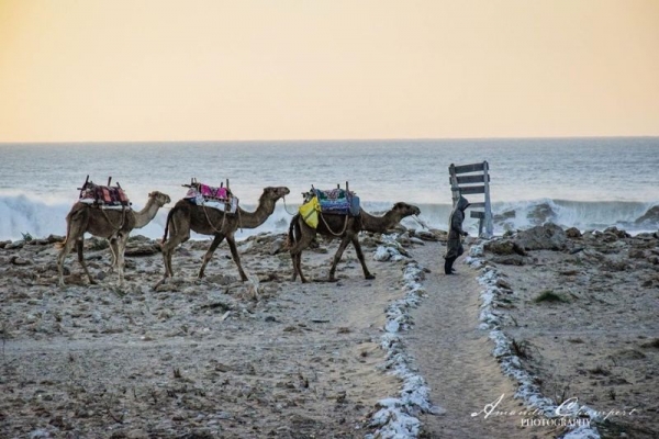 Morocco Horse Riding Essaouira