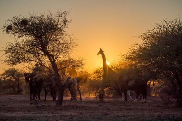 Giraffe sunset encounter on horseback