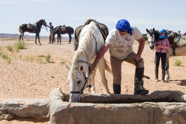 White horse drinking water in desert