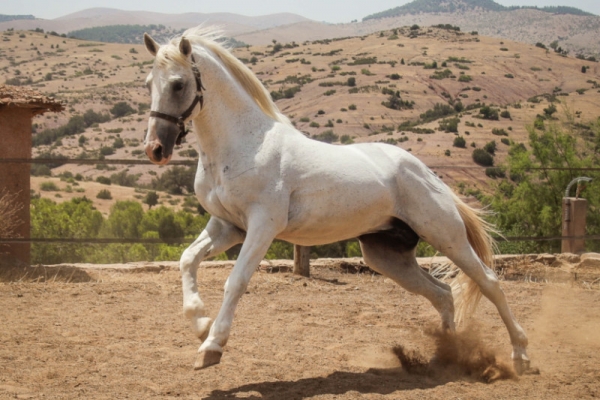White horse cantering in desert