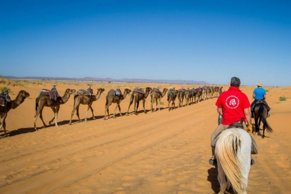 Train of camels in the Sahara Desert
