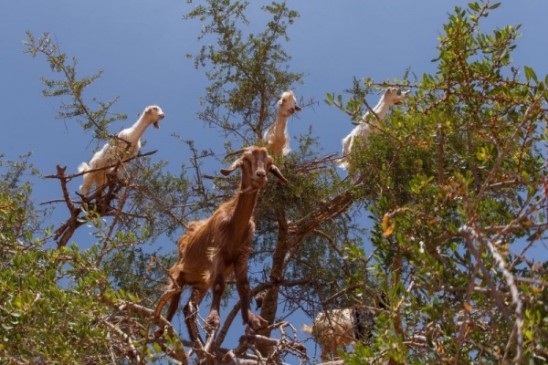 Tree climbing goats