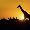 Giraffe and horse riders at sunset in Kenya