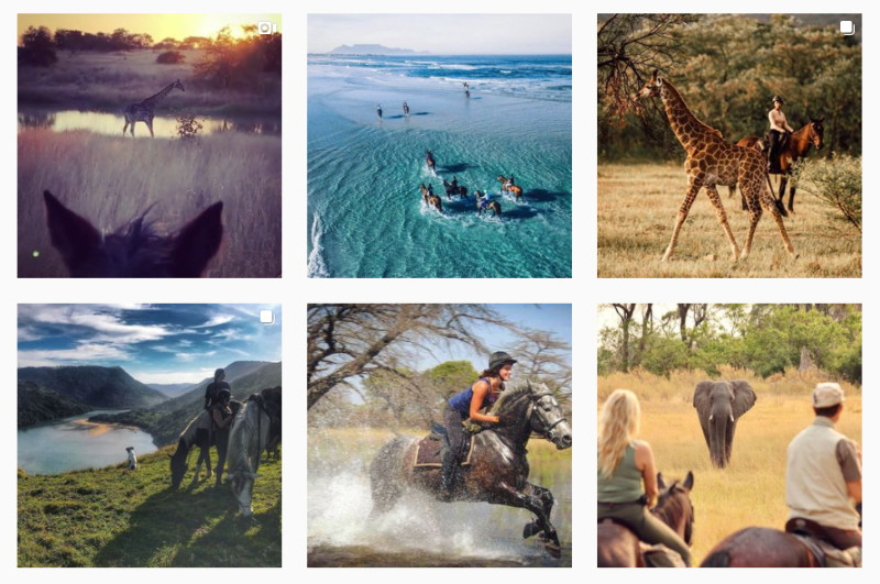 Instagram Collage of horses