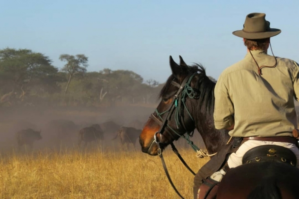 Horse riding with buffalo herds