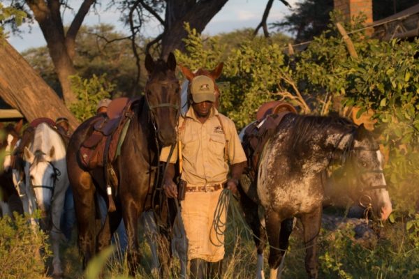 Man leading two safari horses