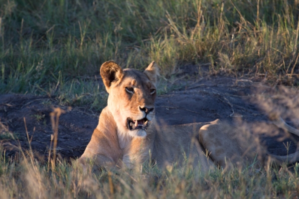 Lion in Hwange, Zimbabwe