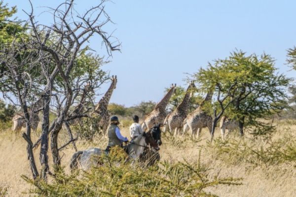 Horse riding with Giraffe in Zimbabwe