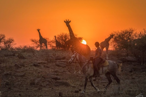 African Horse Safaris - Tuli Horse Safari Botswana (39) Horse riding in the Mashatu Tuli Botswana