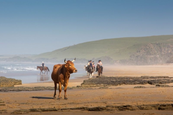 African Horse Safaris - Wild Coast Trail South Africa (2) Horse riding on the Wild Coast of South Africa